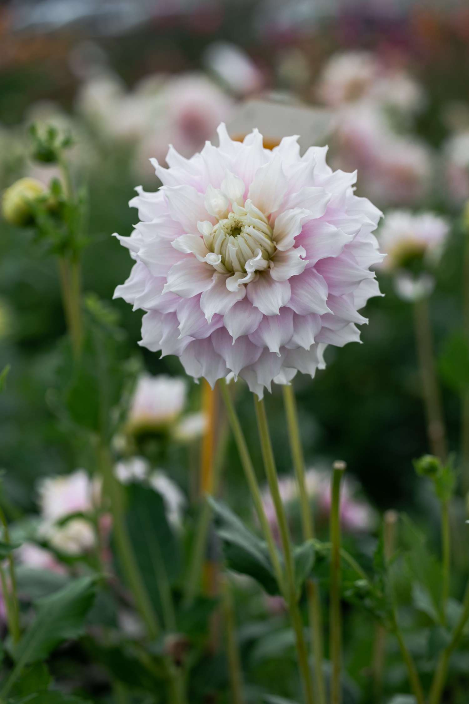 Dahlie 'Gitt's Perfection'